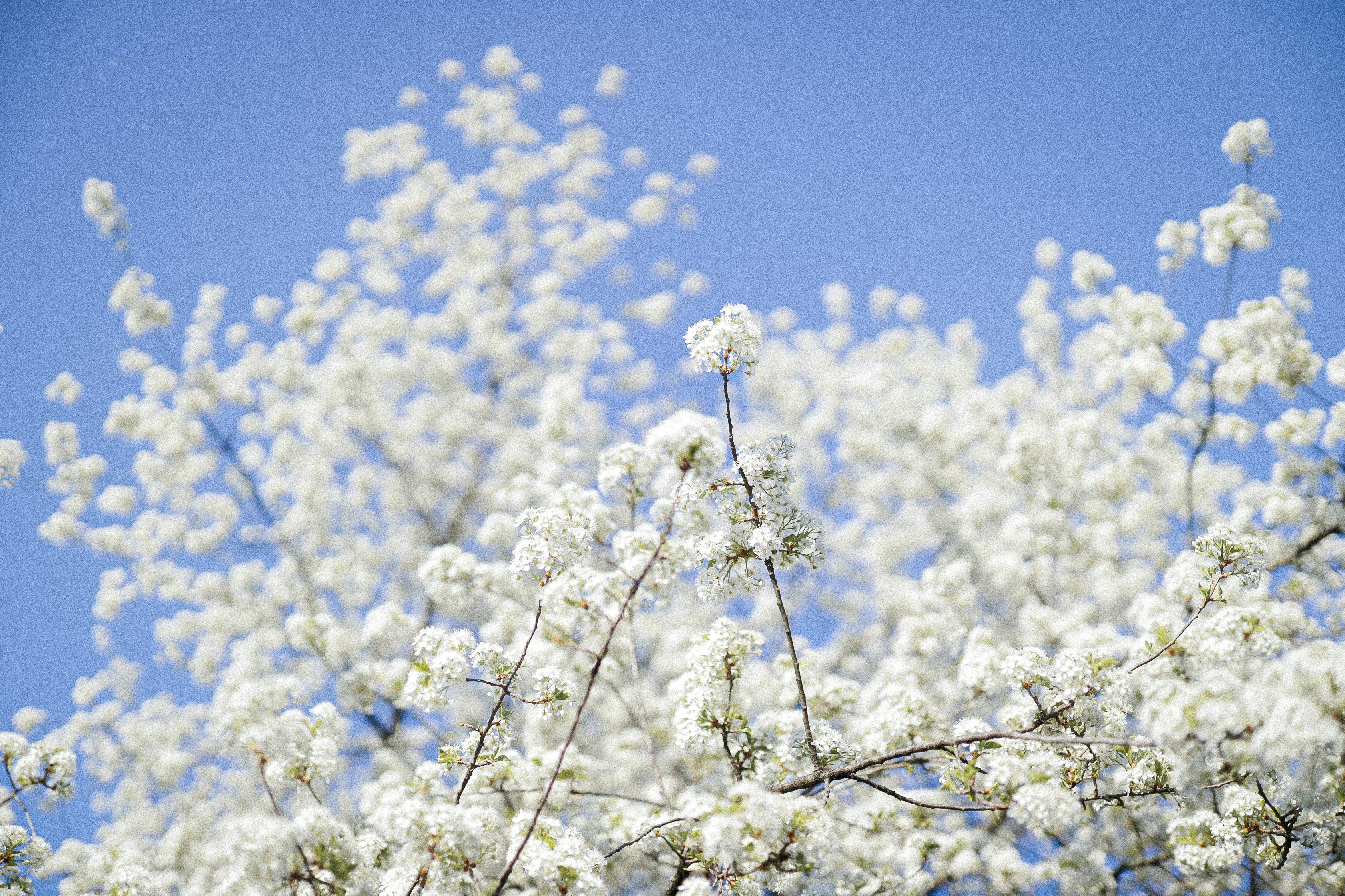 Photo by corina_rainer_