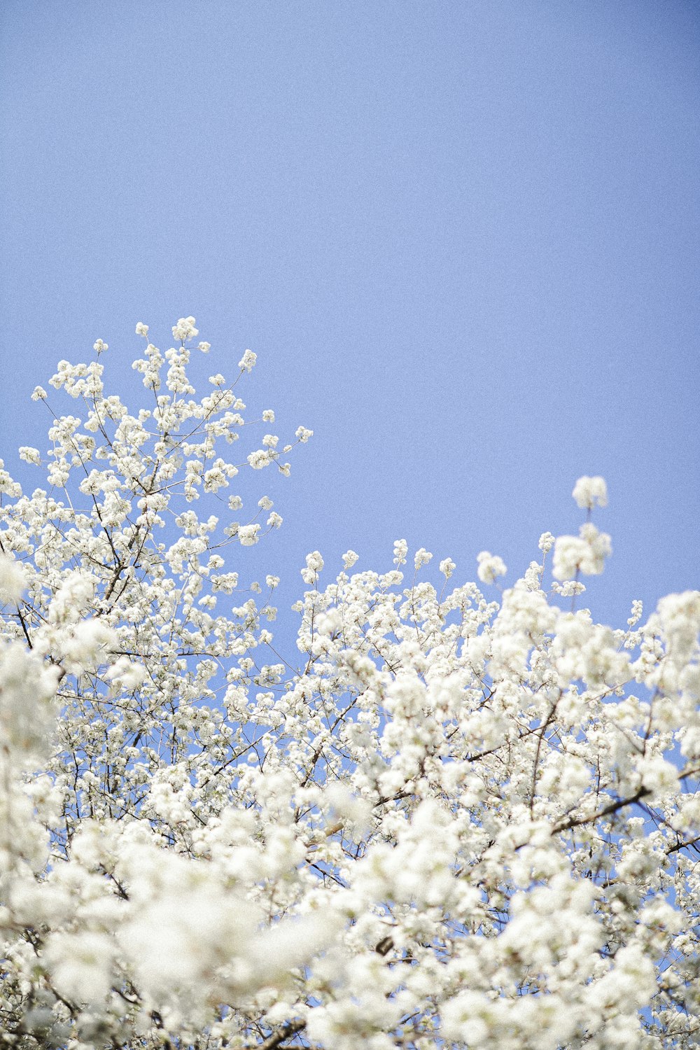 낮 푸른 하늘 아래 하얀 벚꽃