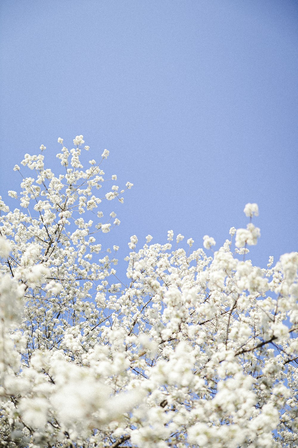 weiße Kirschblüte unter blauem Himmel tagsüber