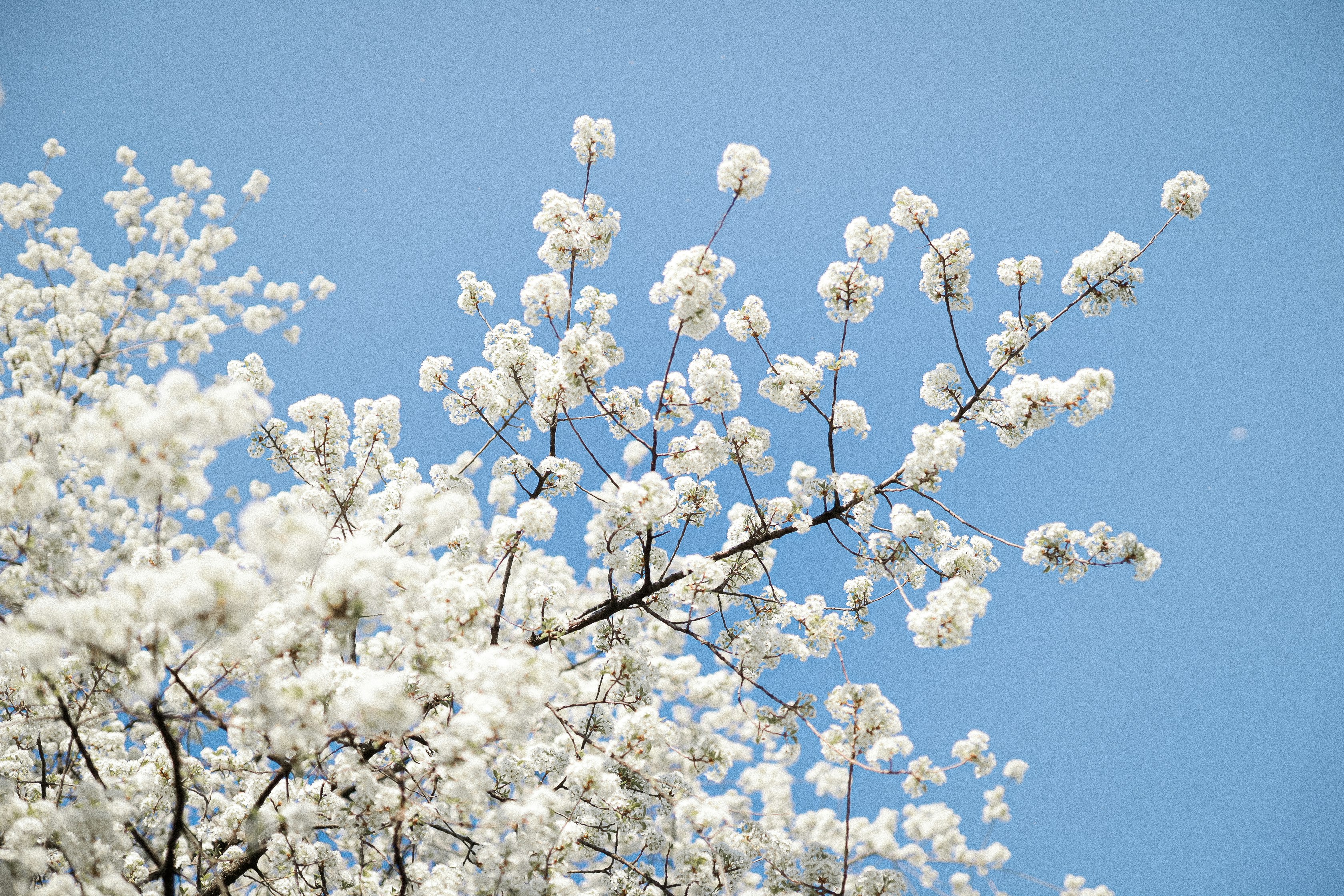 Photo by corina_rainer_