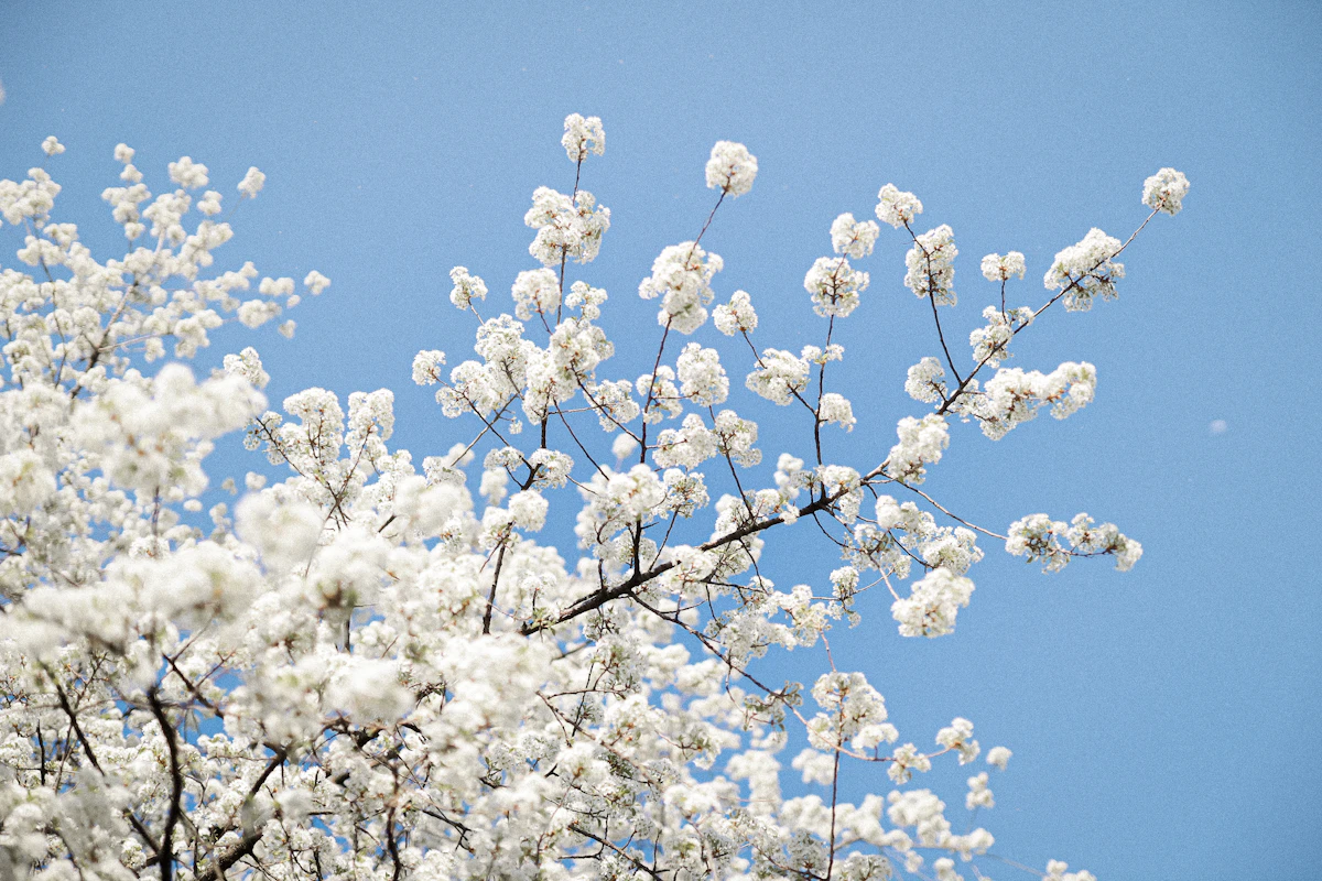 A full moon framed by spring blossom branches