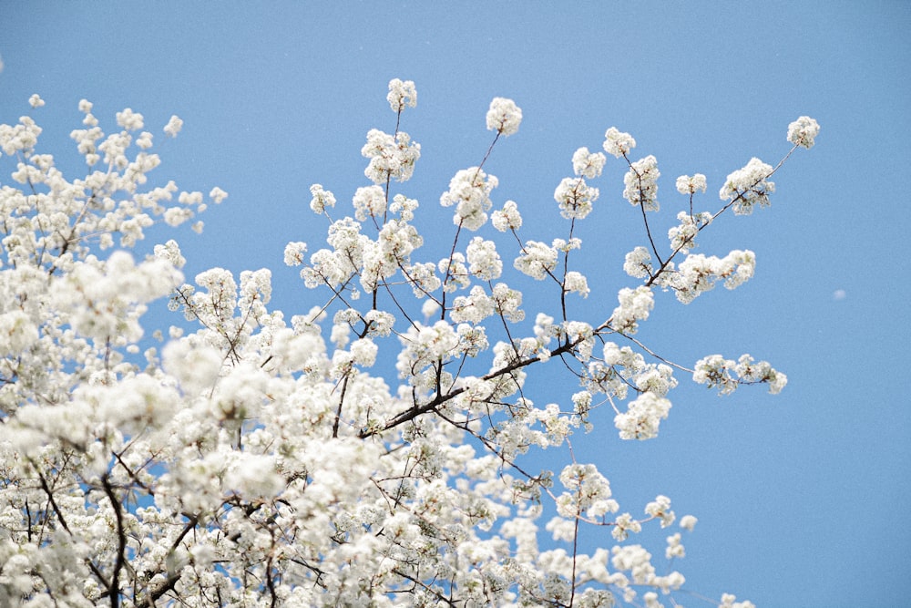 weiße Kirschblüte unter blauem Himmel tagsüber