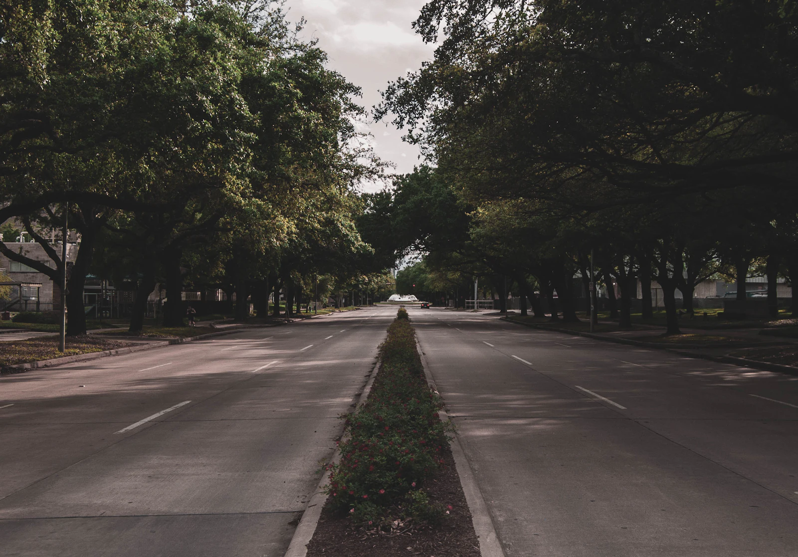 A paved drive between rows of mature trees.