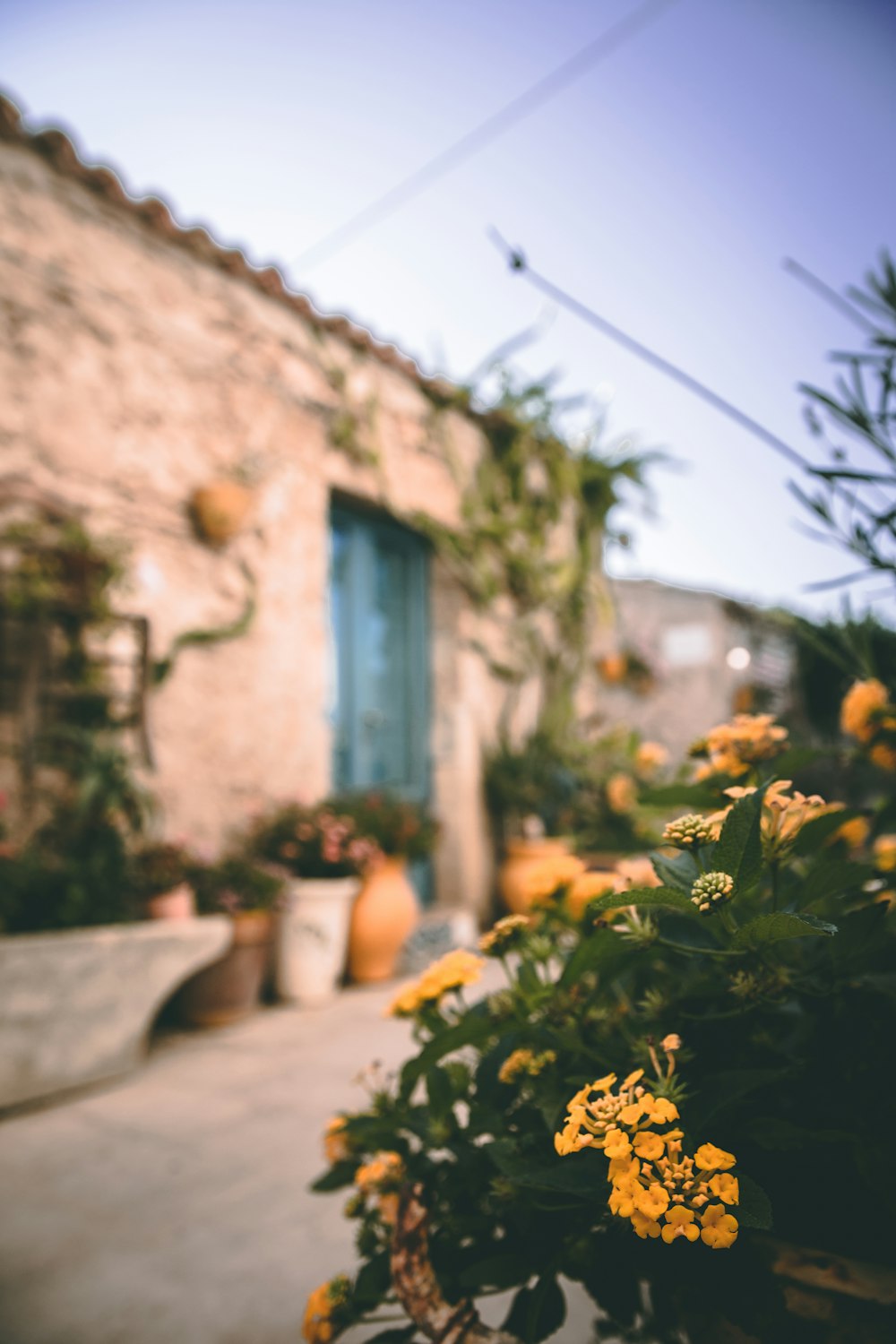 yellow flowers in front of brown concrete house during daytime