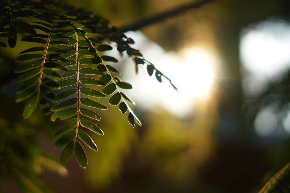 green leaves in tilt shift lens