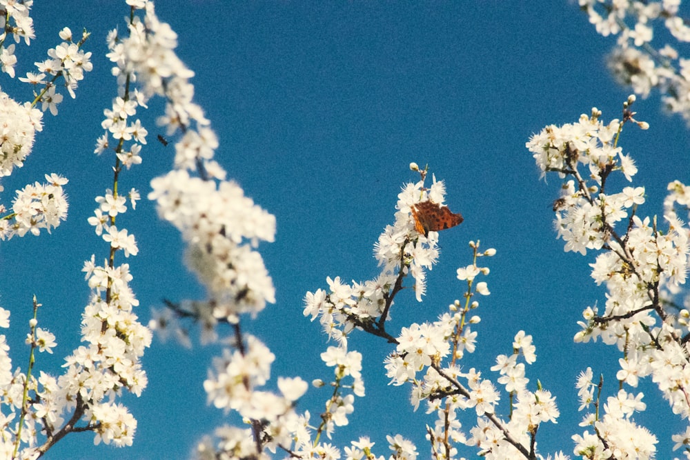 white and brown tree under blue sky during daytime