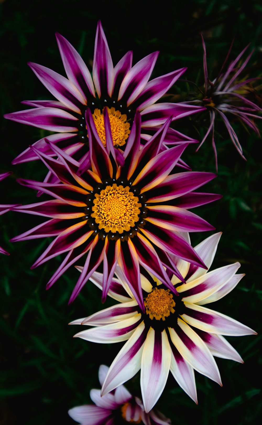 purple and white flower in macro lens