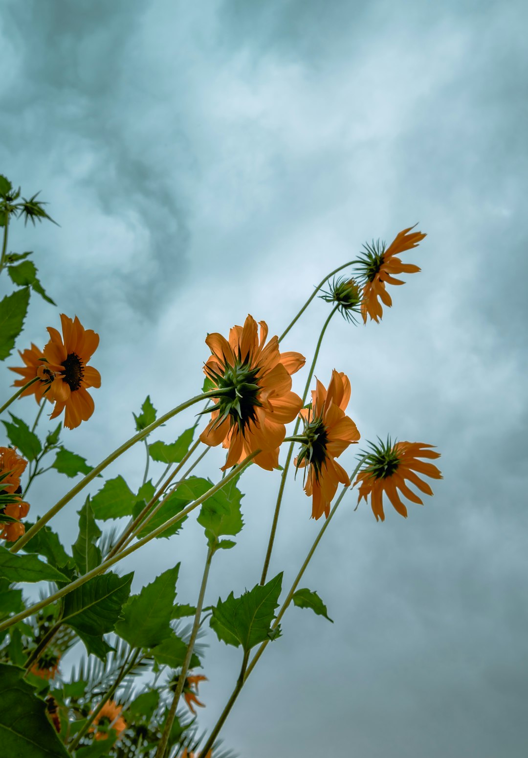 yellow sunflower under white clouds during daytime