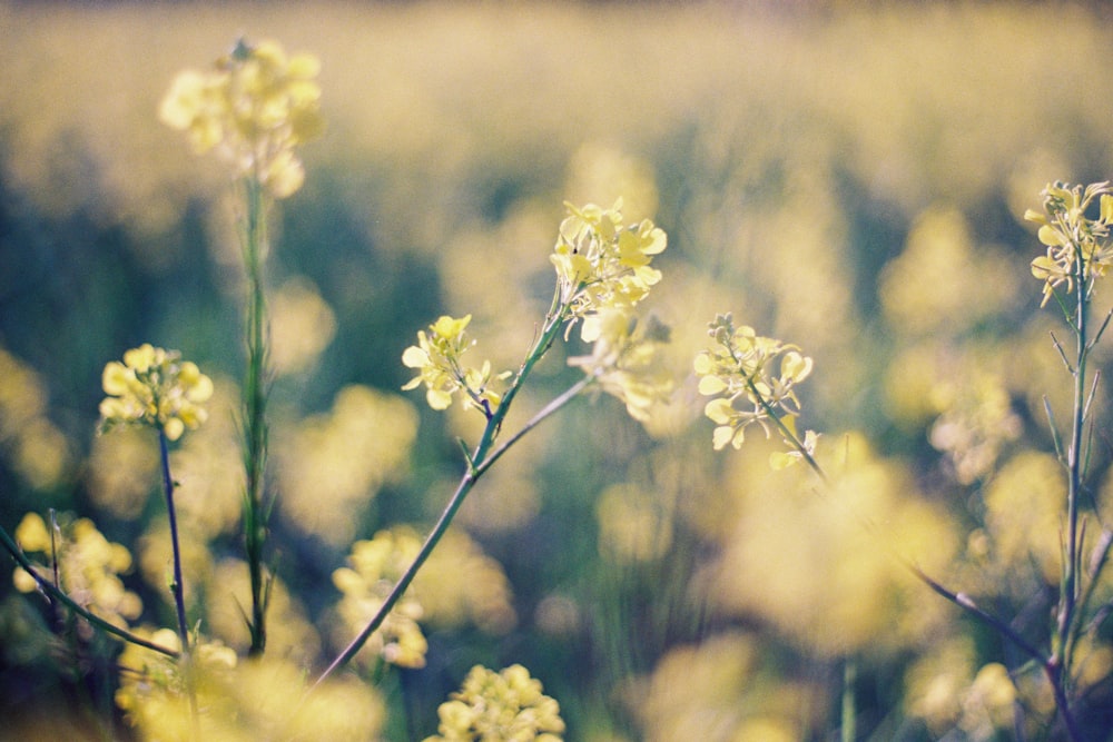 fiore giallo nell'obiettivo tilt shift