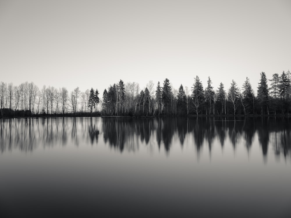 body of water near trees during daytime