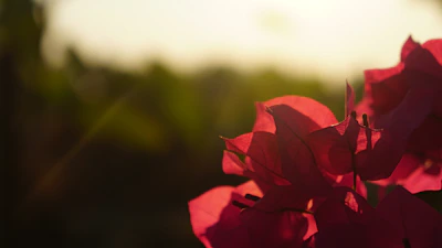 A warm bougainvillea wall glowing in golden hour light, with delicate floral accents.