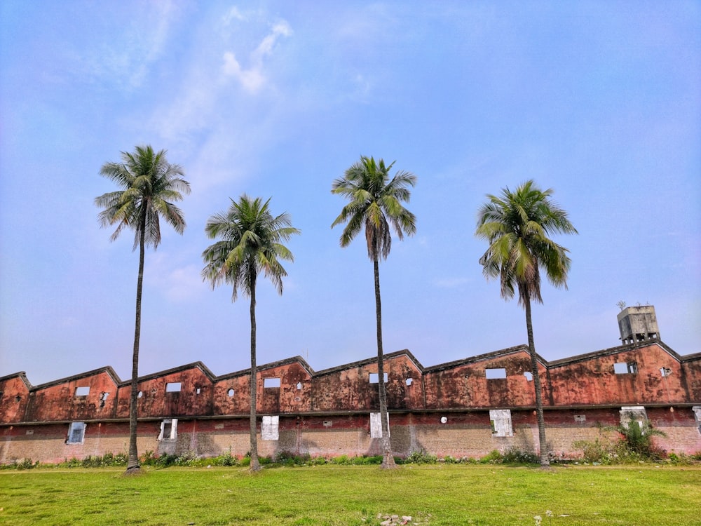 green palm trees on green grass field under blue sky during daytime