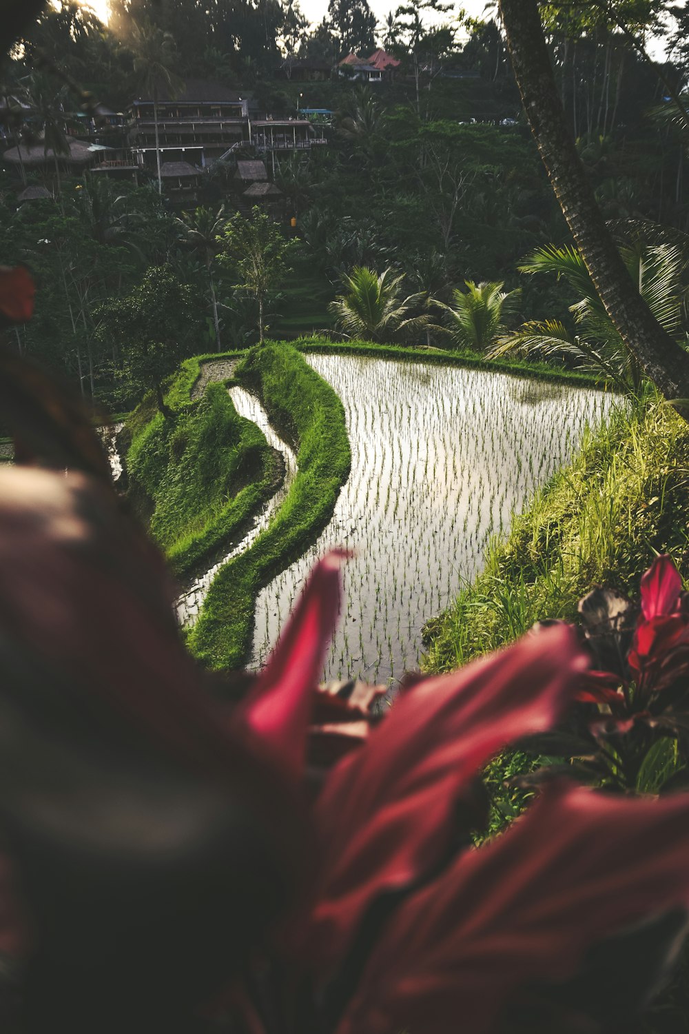 red flowers beside river during daytime