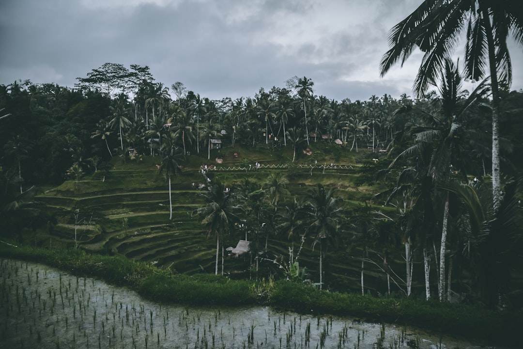 travelers stories about Nature reserve in Tegallalang, Indonesia