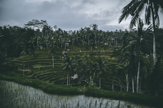 Tegallalang things to do in Bali