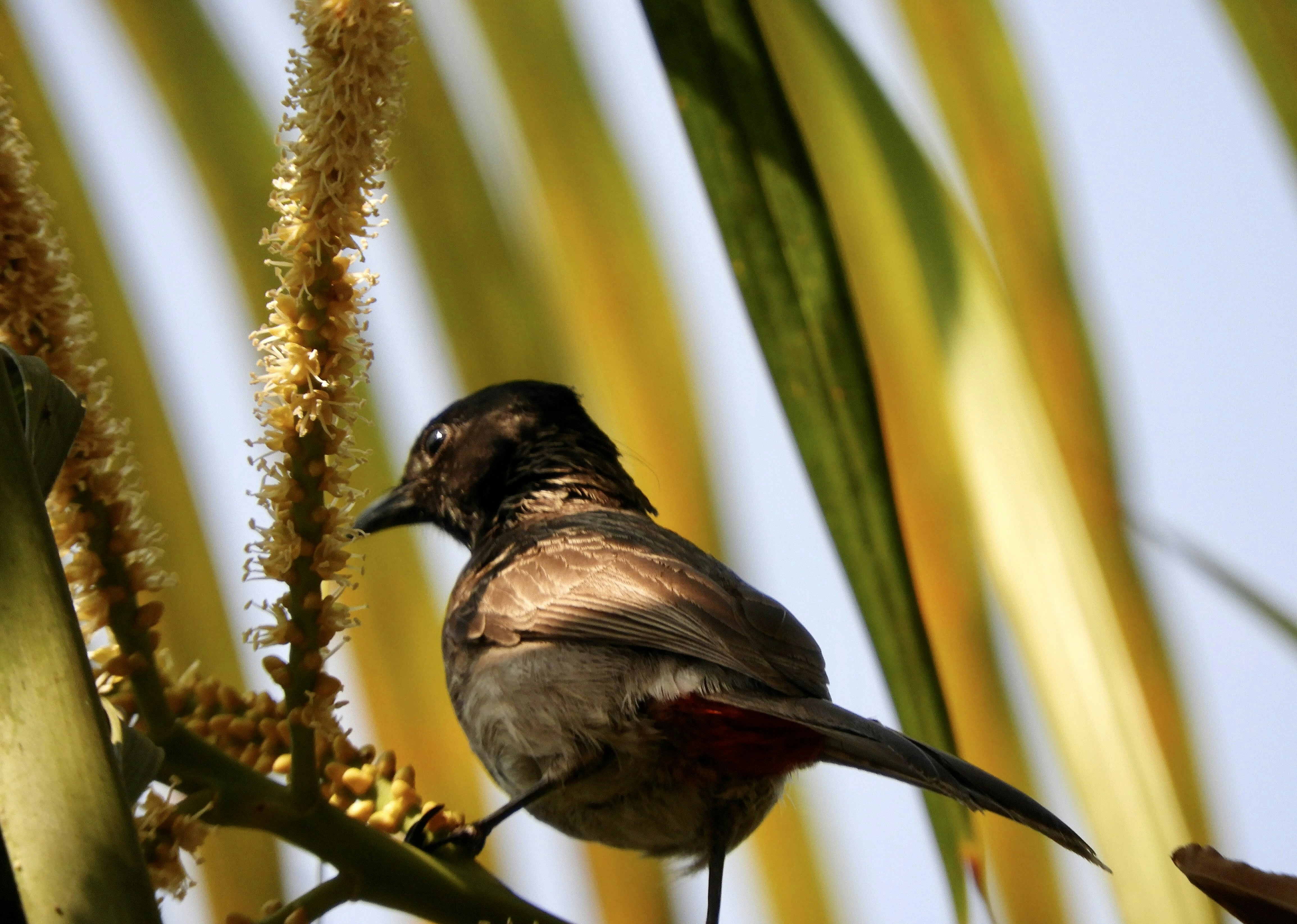 brown and black bird on brown tree branch during daytime