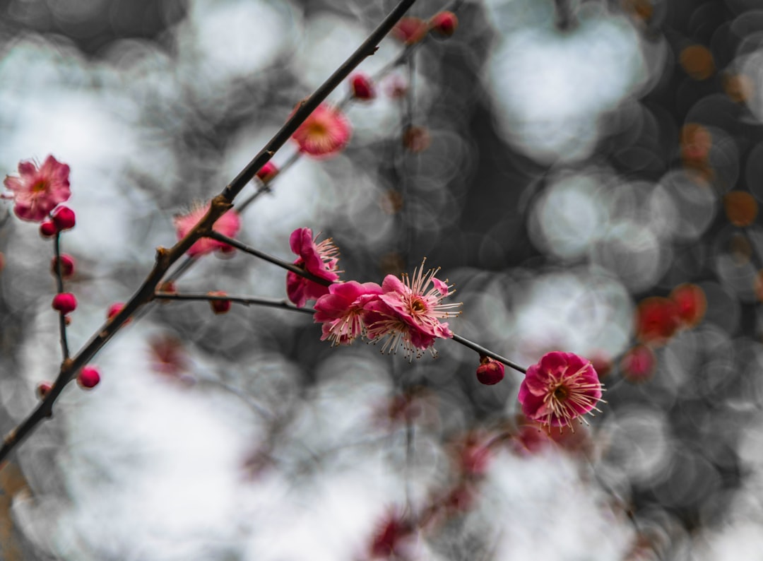 red and white flower in tilt shift lens