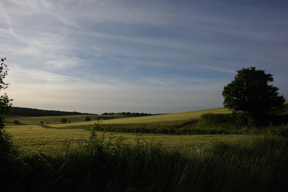 green grass field under blue sky during daytime