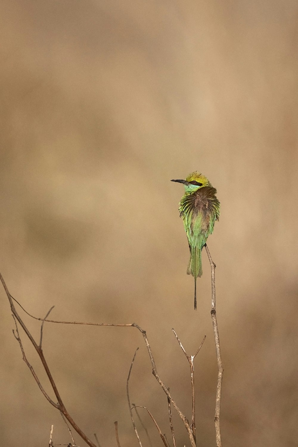 green and brown bird on brown tree branch