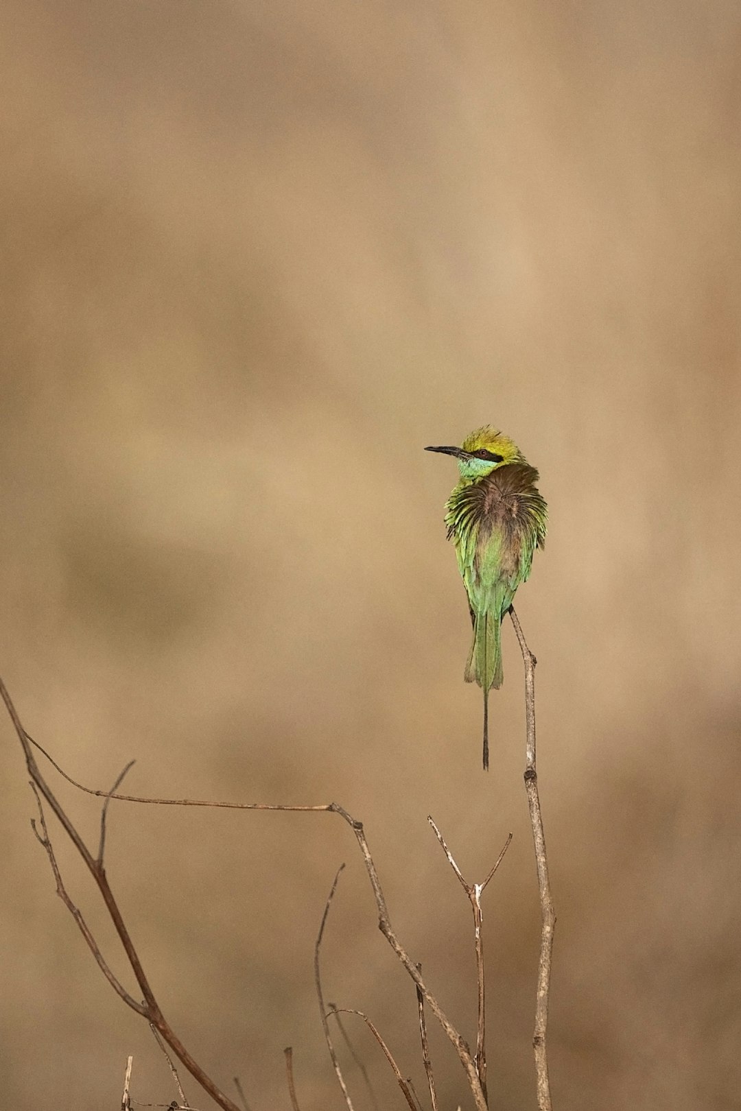 green and brown bird on brown tree branch