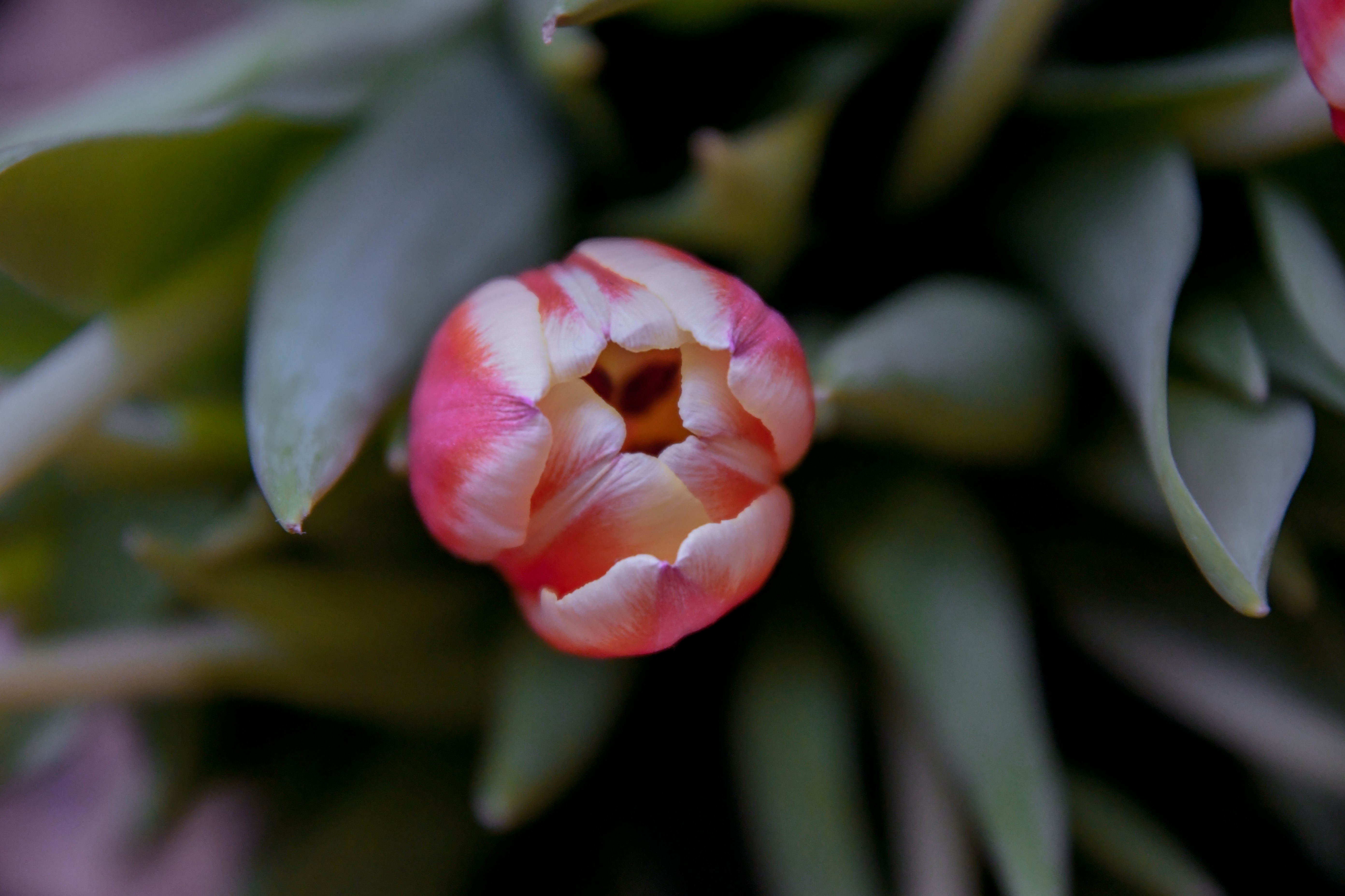 pink flower in tilt shift lens