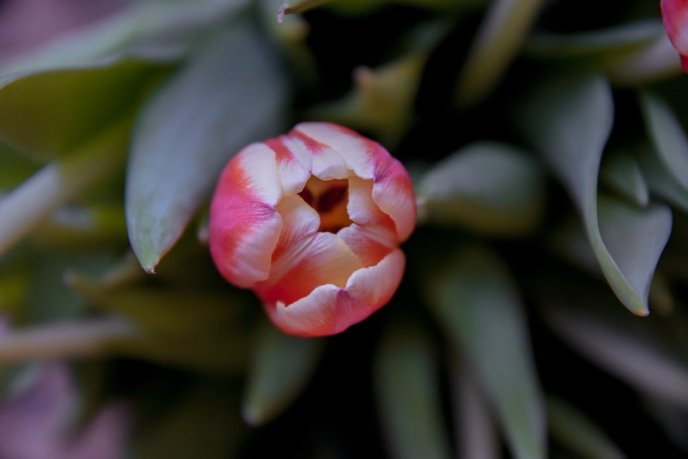 pink flower in tilt shift lens