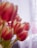 yellow and red tulips in bloom