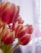 yellow and red tulips in bloom