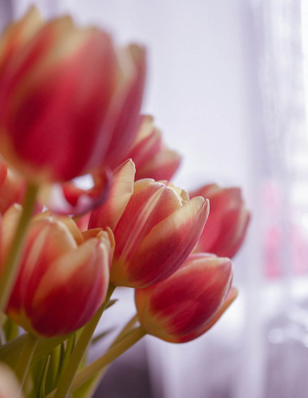 Tulipes jaunes et rouges en fleurs