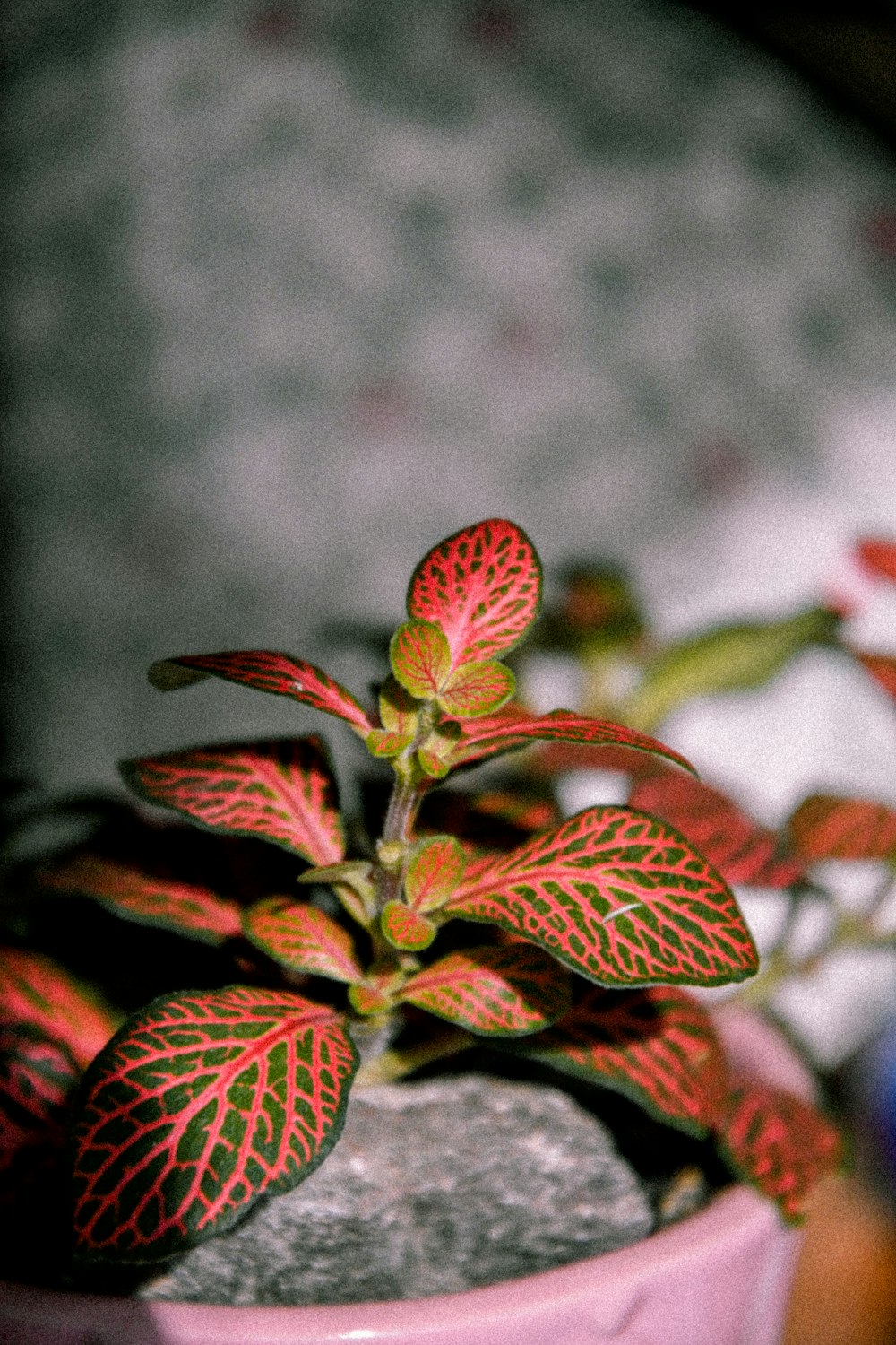 red and green leaf plant