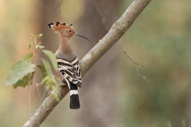 The hoopoe 