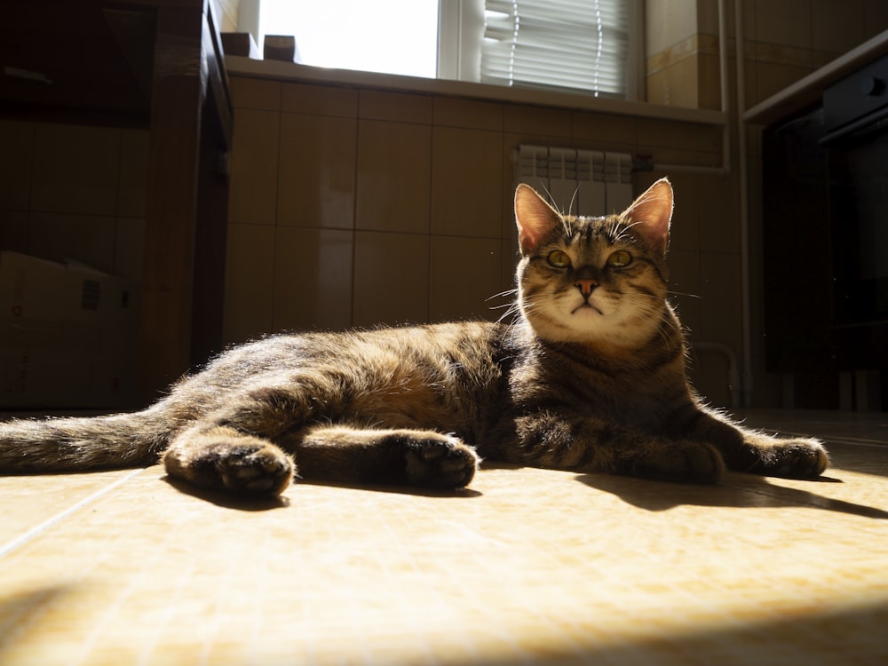 gato atigrado marrón acostado en una cama blanca