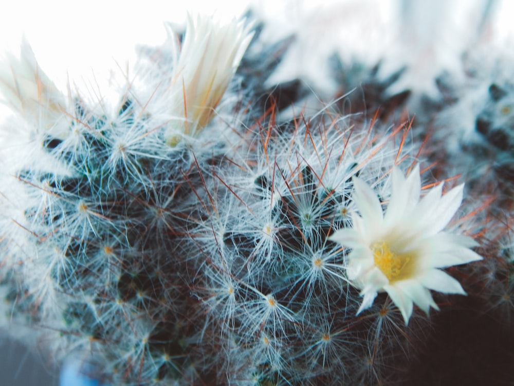 white and green plant in close up photography