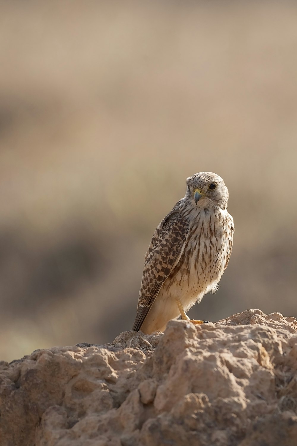 brown and white owl on brown rock during daytime