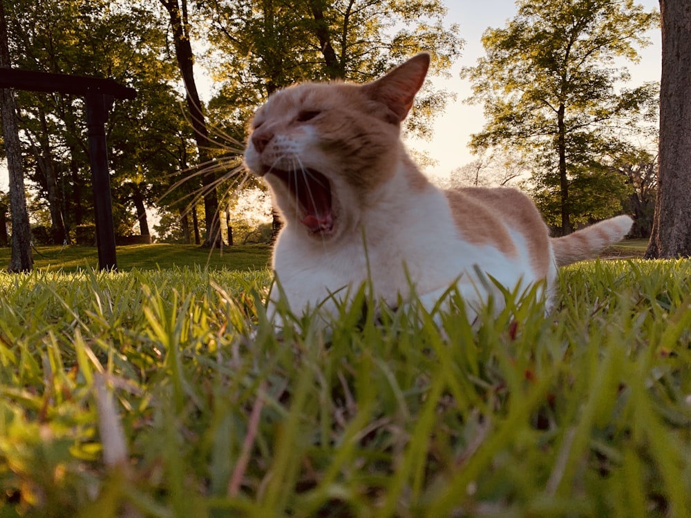 orange and white cat on green grass field during daytime