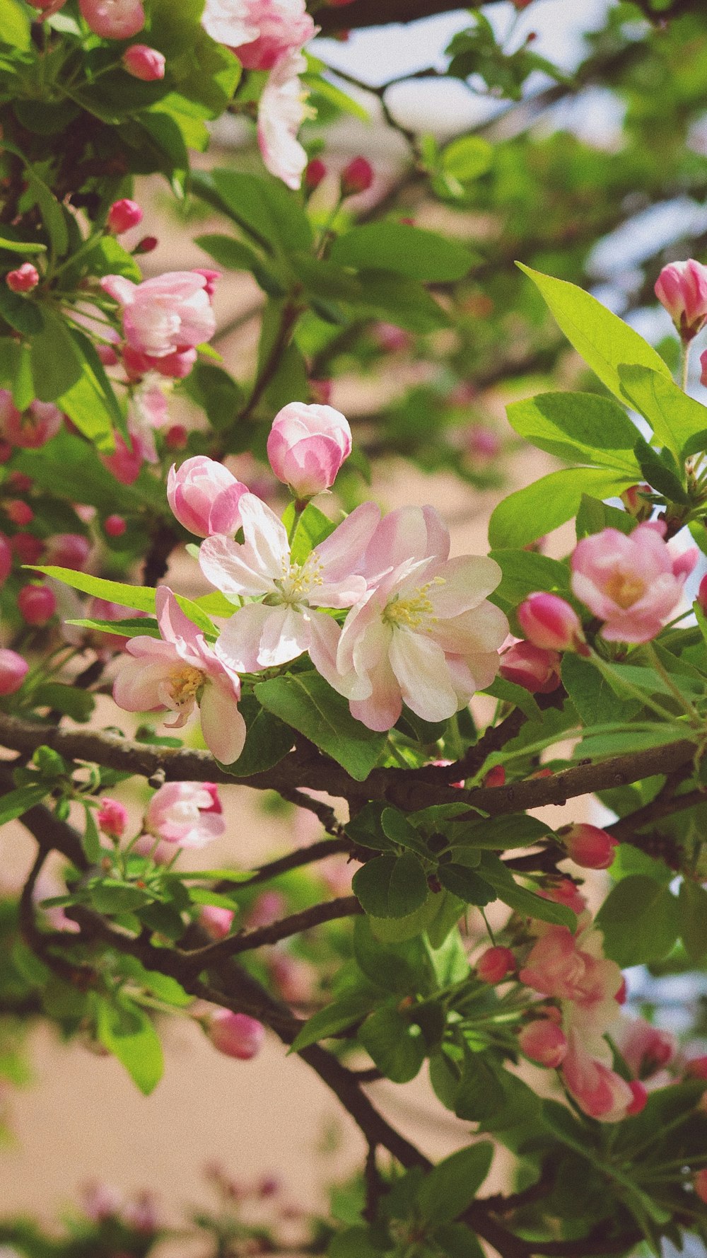 チルトシフトレンズのピンクと白の花