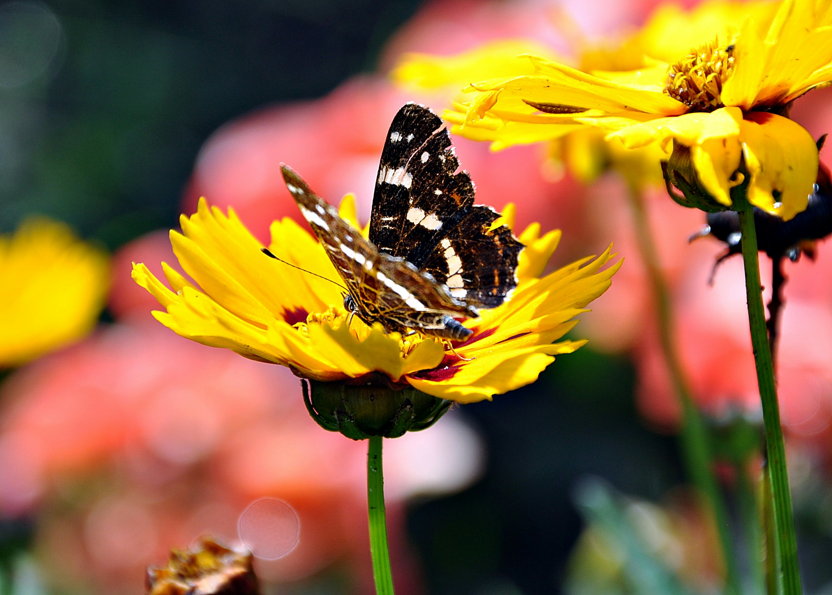 Photo by henrykfoto66