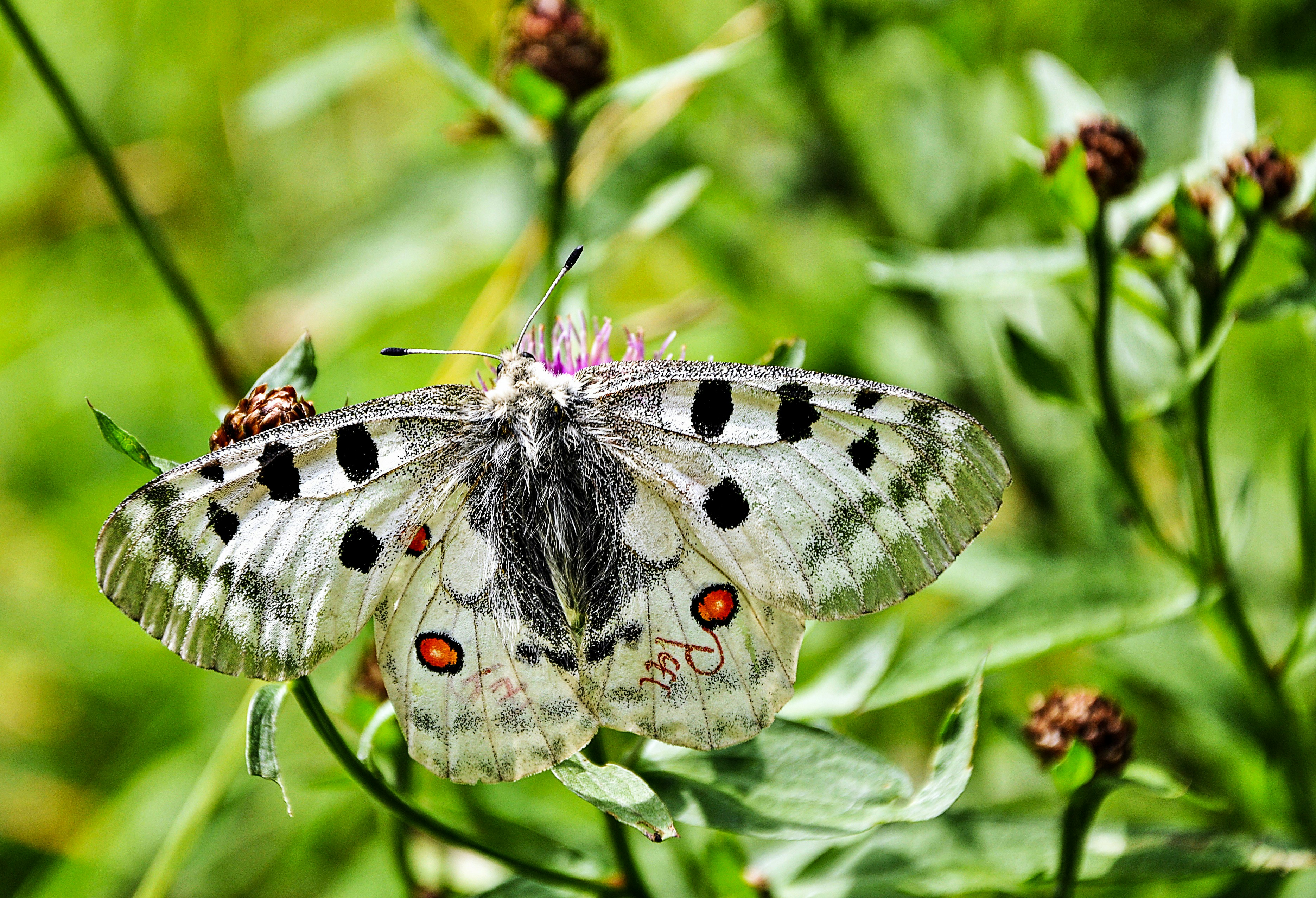 Photo by henrykfoto66