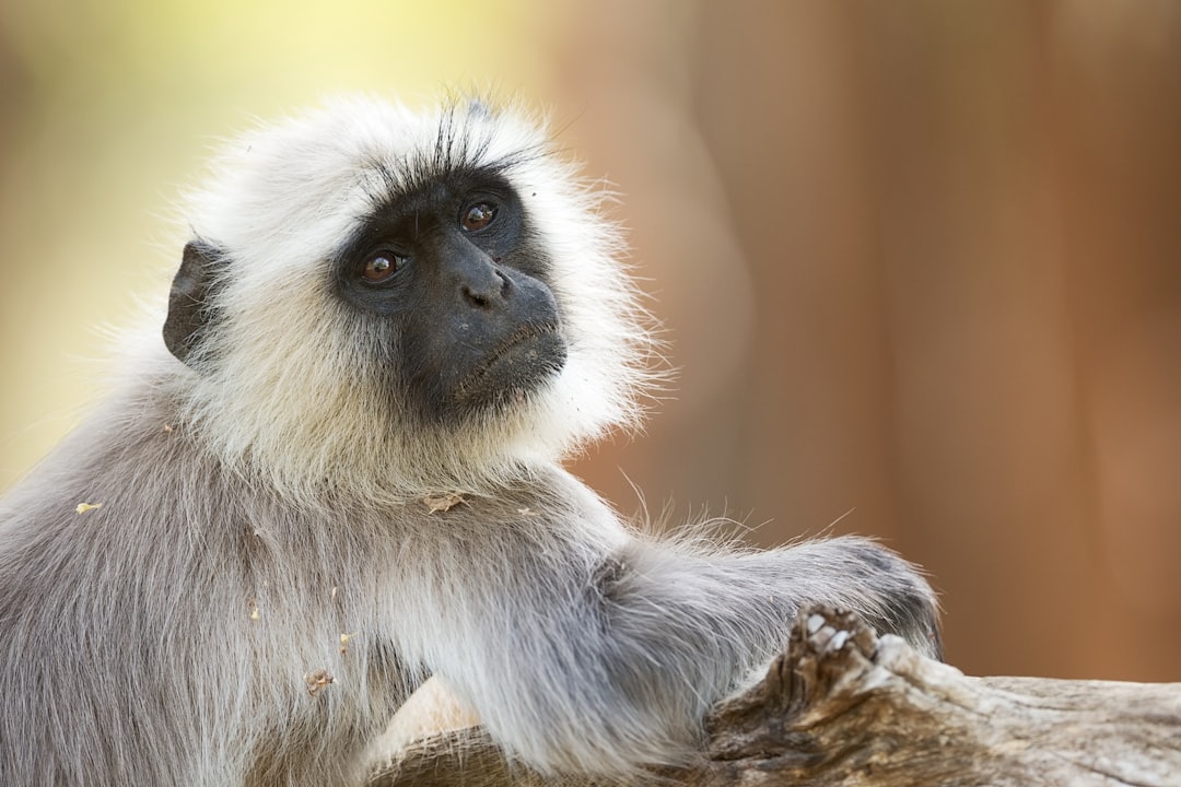 gray and white monkey sitting on brown wooden surface during daytime