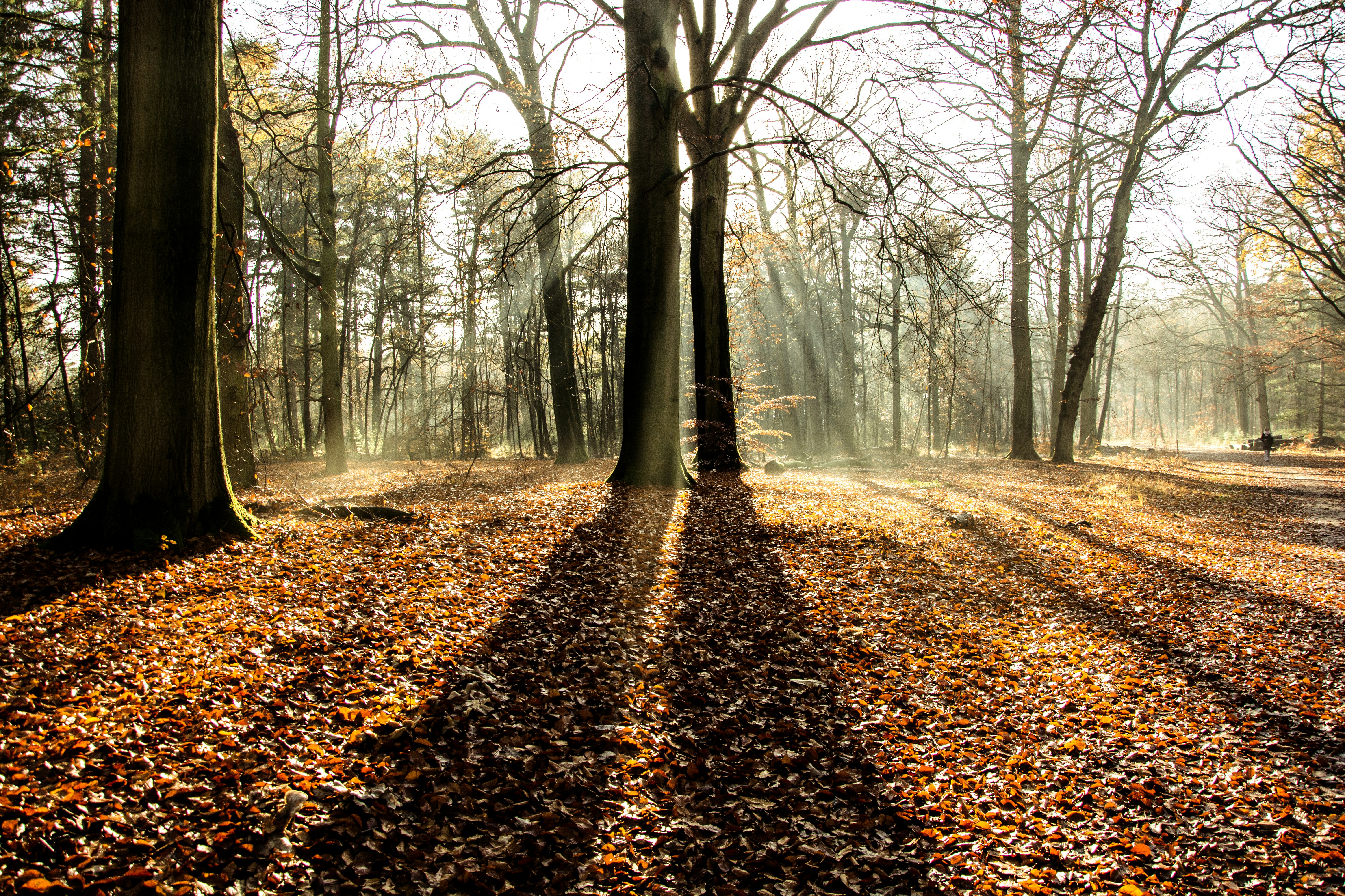 Photo by henrykfoto66