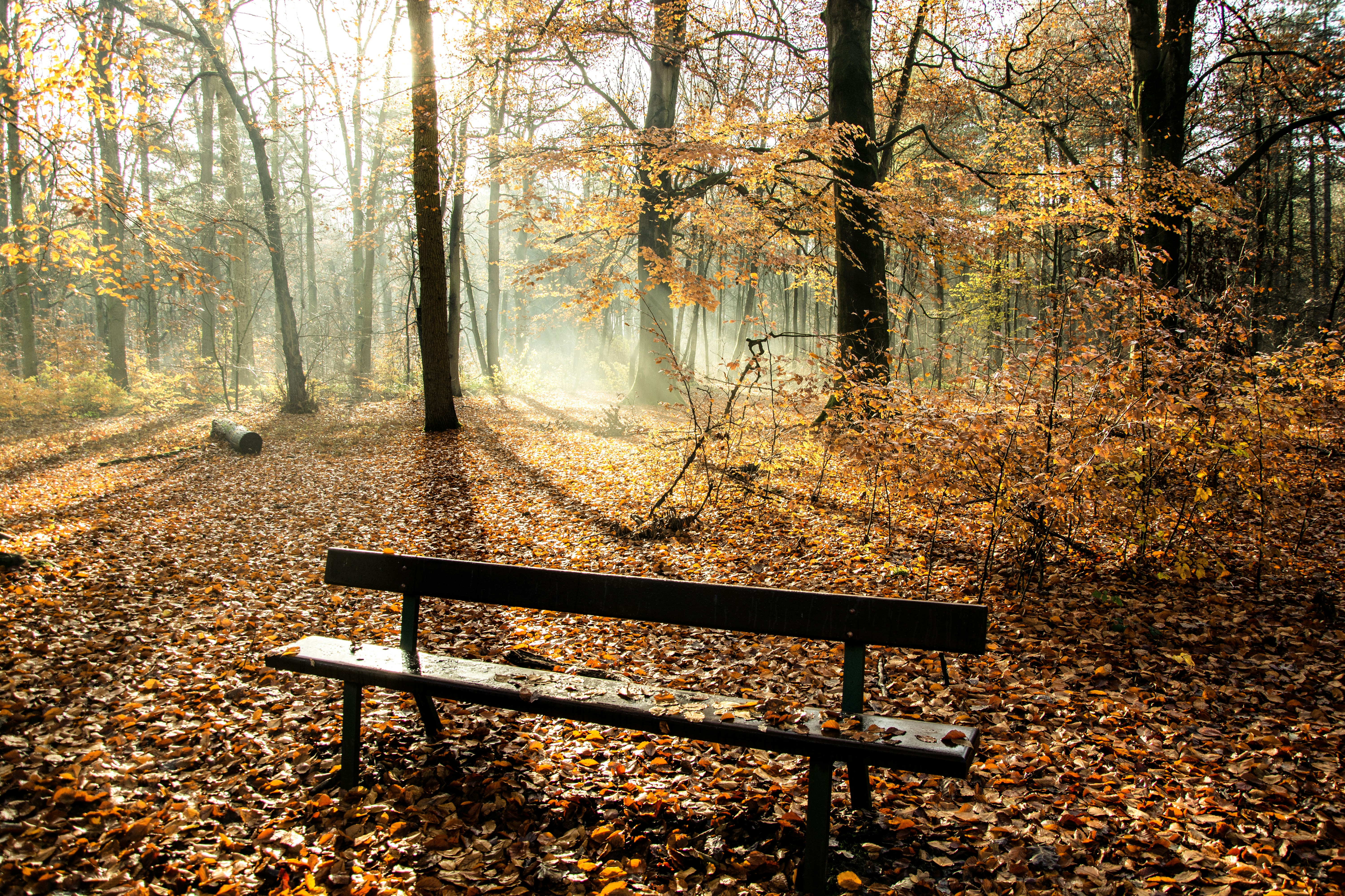 Photo by henrykfoto66