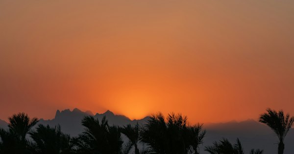 Silhouette of palm trees during sunset — Hurghada, Egypt