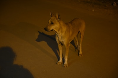 Close-up shot of Solitario, the German Shepherd founder, poised confidently in a city street illuminated by warm golden light at dusk.