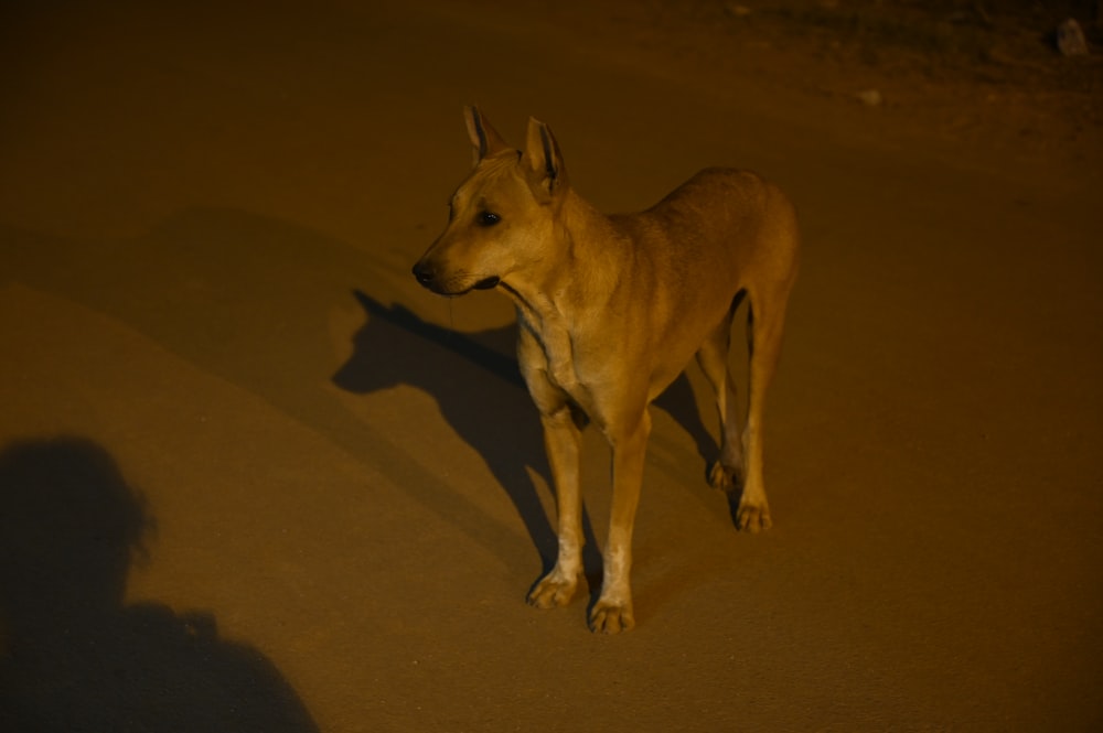 brown short coated dog on brown sand