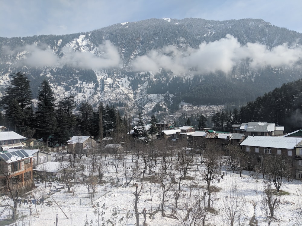 green trees near snow covered mountain during daytime