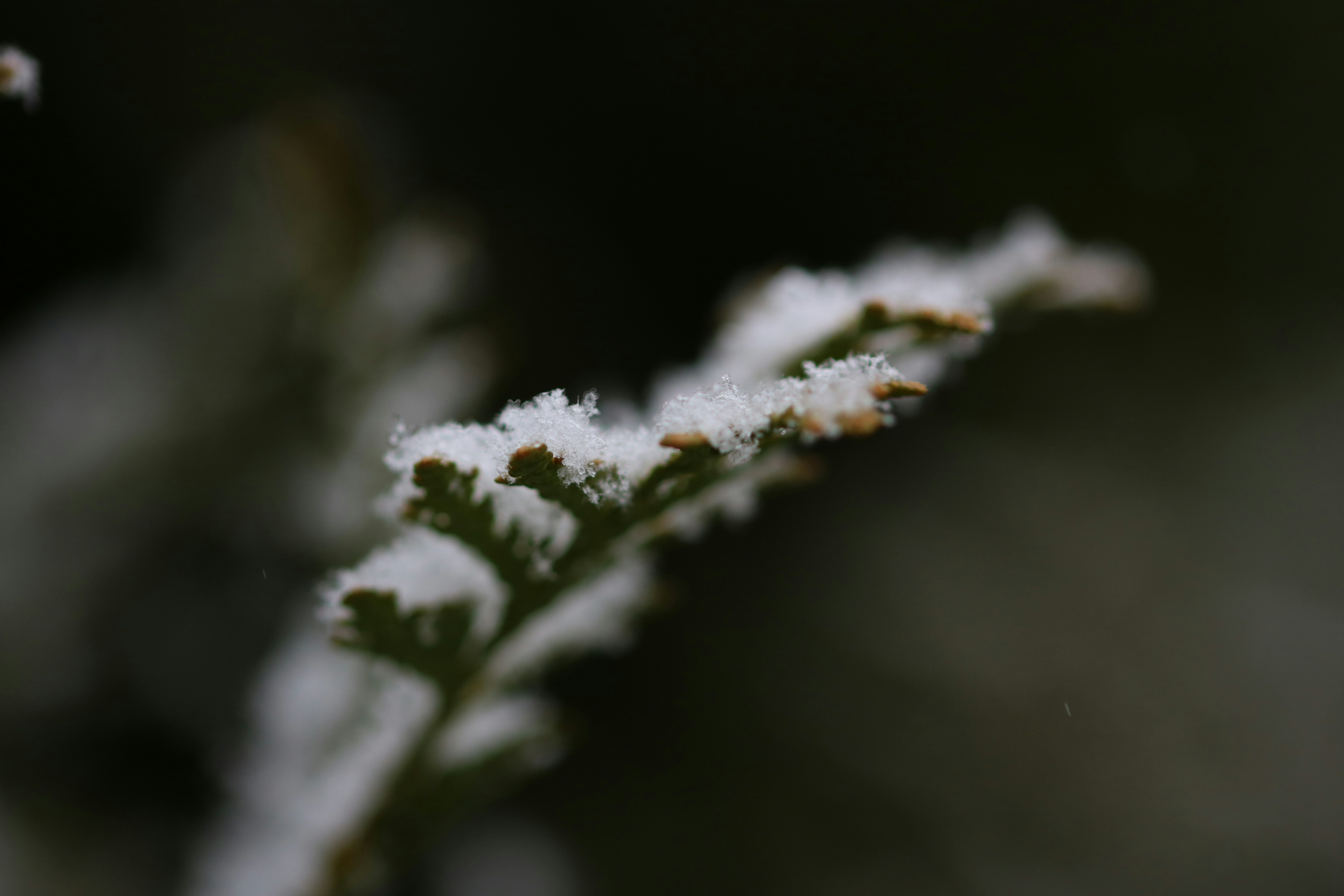 white snow on green plant