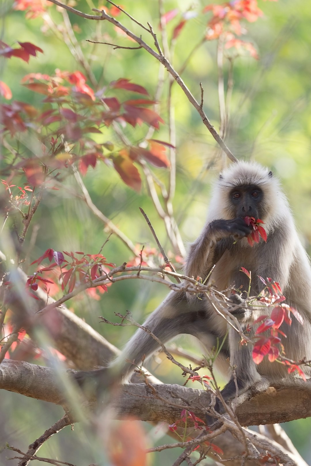 brown monkey on brown tree branch during daytime