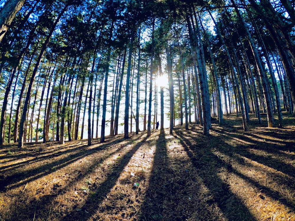 green trees on brown soil during daytime