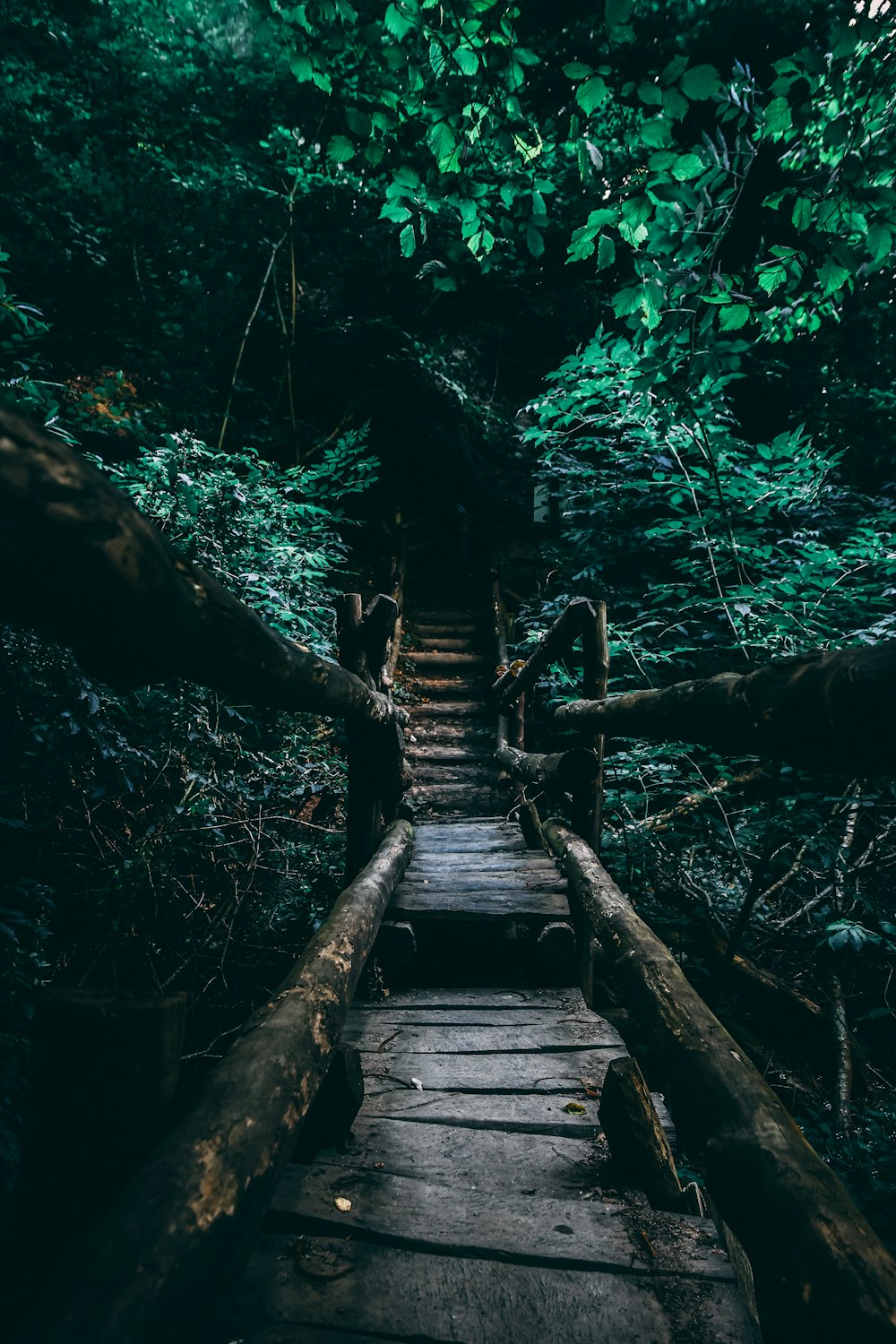 brown wooden bridge in the woods