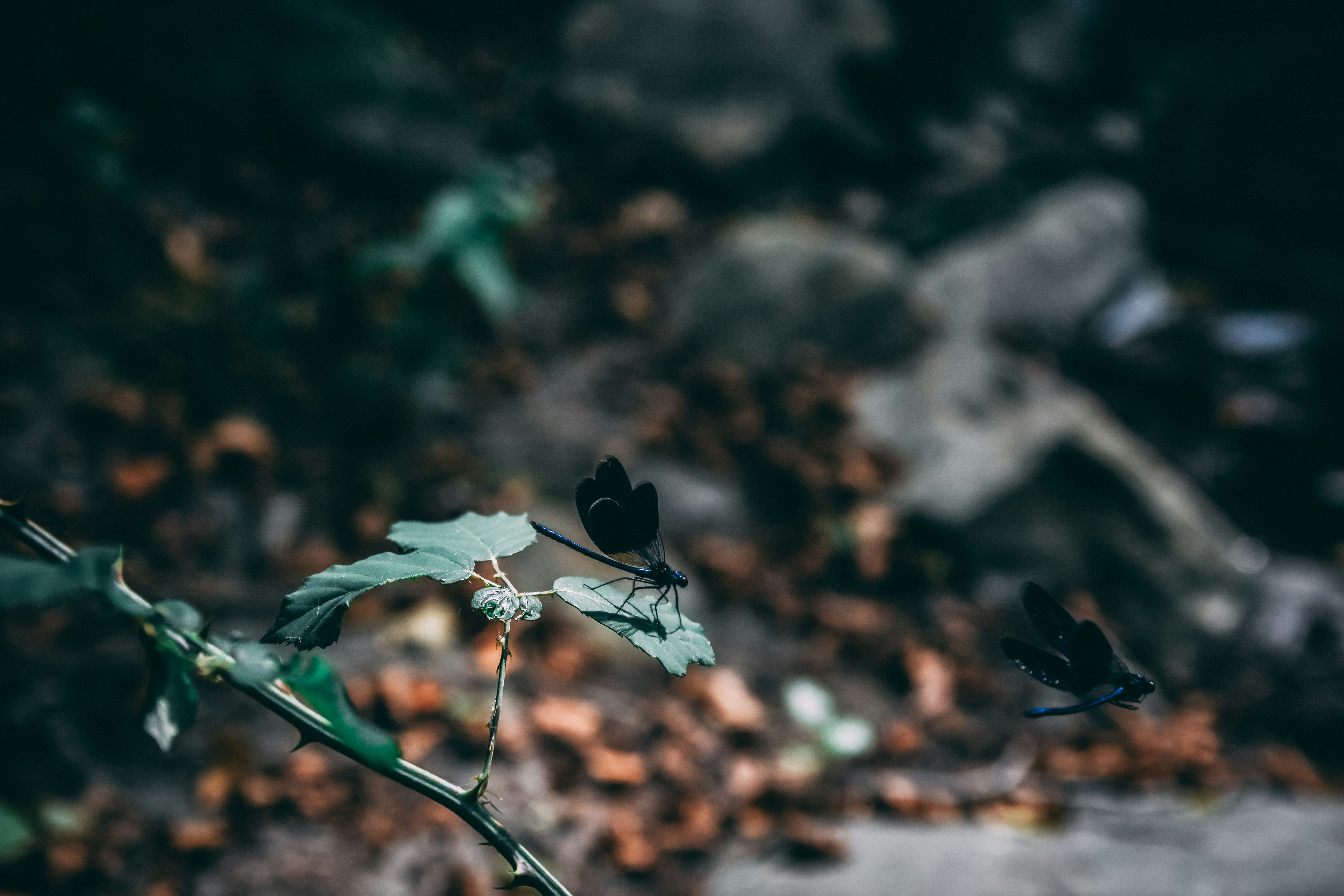 Photo by danielesalutari